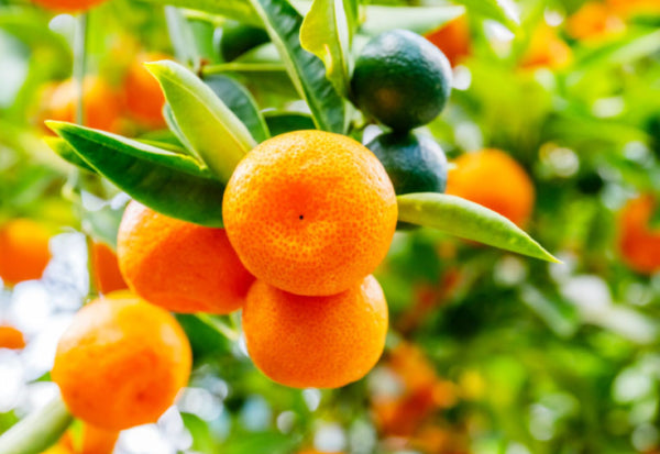 Calamansi Citrus x. microcarpa (syn. Fortunella)