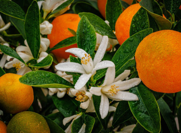 Calamansi Citrus x. microcarpa (syn. Fortunella)