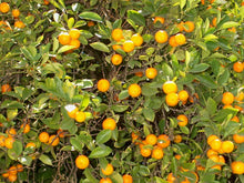 Load image into Gallery viewer, Calamansi Citrus x. microcarpa (syn. Fortunella)
