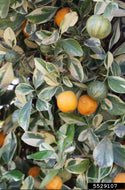 Citrus japonica (syn. Fortunella) Calamondin Variegated