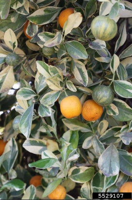 Citrus japonica (syn. Fortunella) Calamondin Variegated