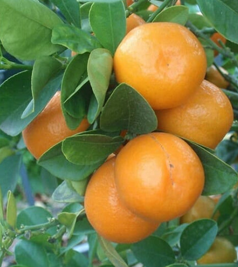 Citrus Japonica Kumquat Meiwa Dwarf