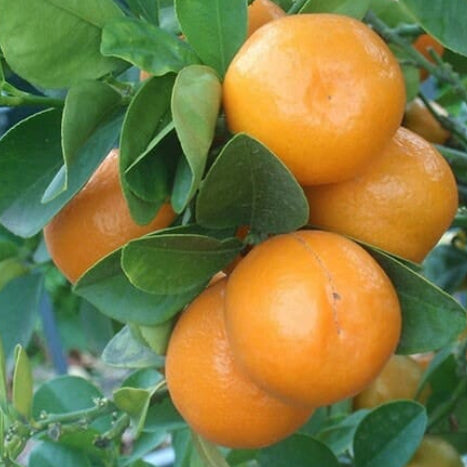 Citrus japonica Kumquat Meiwa Dwarf