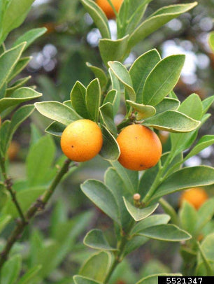 Citrus japonica syn. Fortunella Nagami Kumquat