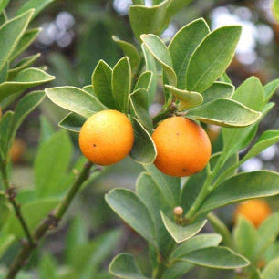 Citrus japonica Nagami syn. Fortunella Dwarf Kumquat