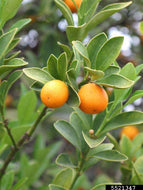 Citrus japonica Nagami syn. Fortunella Dwarf Kumquat