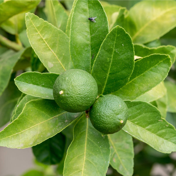Citrus latifolia (Tahitian Lime)