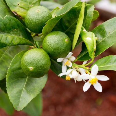 Citrus latifolia Dwarf (Tahitian Lime)