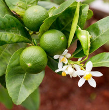 Load image into Gallery viewer, Citrus latifolia Dwarf (Tahitian Lime)
