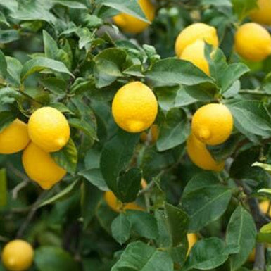 Citrus limon x reticulata Lemonade Lemon Dwarf