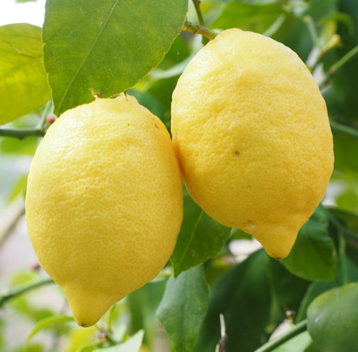 Citrus limon Eureka