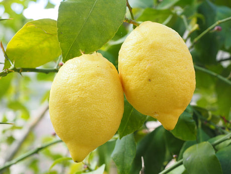 Citrus limon Eureka Dwarf (Lemon)