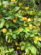 Citrus limon Eureka Seedless Lemon