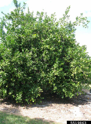 Lisbon Lemon Grafted