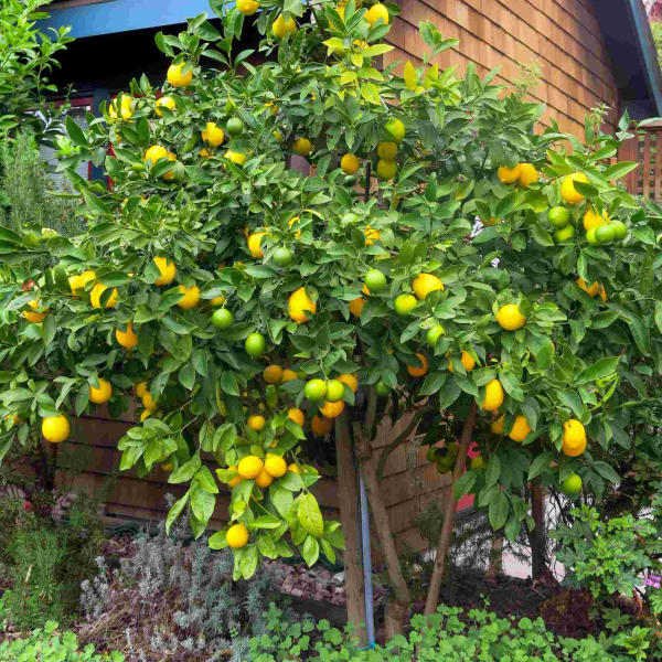 Citrus limon Meyer Lemon