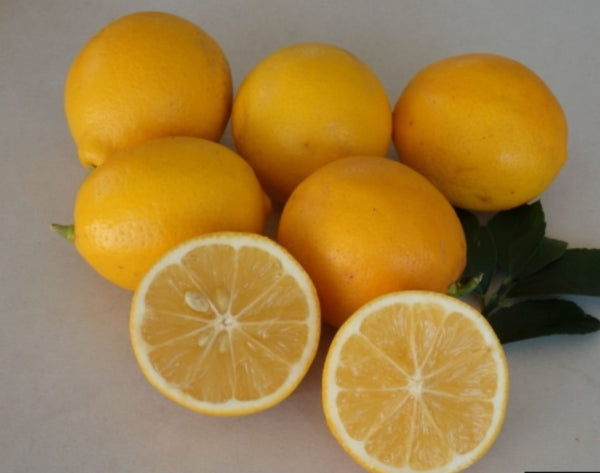 Citrus limon Meyer Dwarf (Lemon)