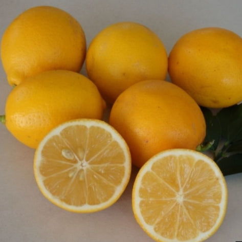 Citrus limon Meyer Dwarf Lemon