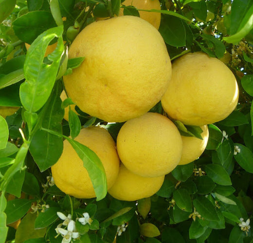 Citrus paradisi Marshs Seedless Grapefruit