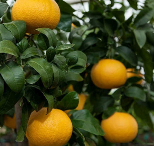 Citrus paradisi Red Dwarf  (Grapefruit)