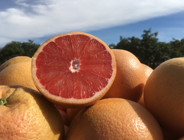 Citrus paradisi Rio Red  (Grapefruit)