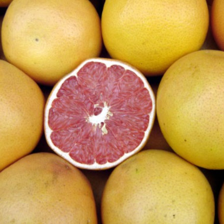 Ruby Red Grapefruit Under Ripe Citrus paradisi Ruby Grapefruit Grafted – Mountain View Nursery