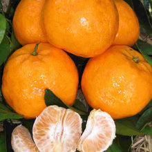 Load image into Gallery viewer, Citrus reticulata Imperial (Mandarin)
