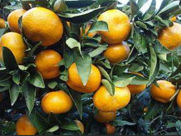 Citrus reticulata Japanese Seedless (Mandarin)