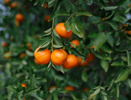 Citrus kinokuni Sugar Bubba Mandarin
