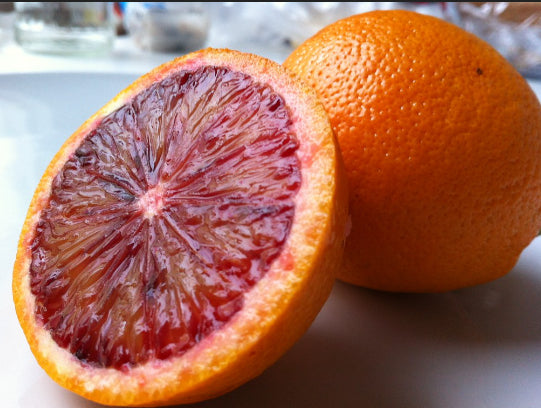 Citrus sinensis Blood Orange grafted