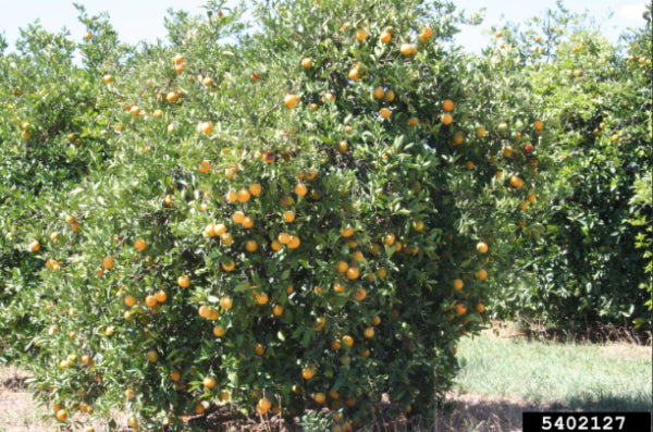 Citrus sinensis Blood Orange grafted