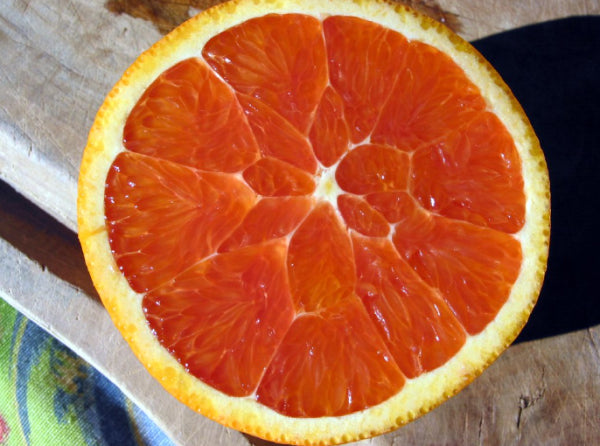 Citrus sinensis Cara Cara Blood Orange