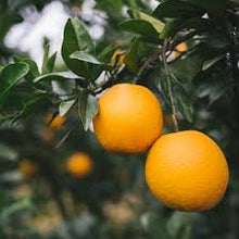 Load image into Gallery viewer, Citrus sinensis Lanes Late
