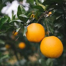 Citrus sinensis Lanes Late