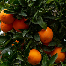 Load image into Gallery viewer, Citrus sinensis Lanes Late
