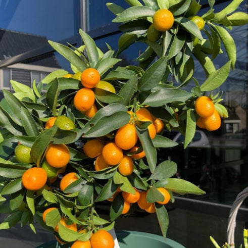 Citrus sinensis Lanes Late Dwarf Orange