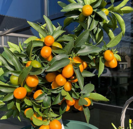 Citrus sinensis Lanes Late Dwarf  (Orange)