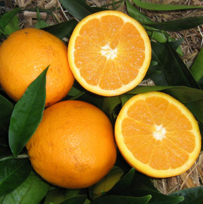 Citrus sinensis Navelina (Orange)