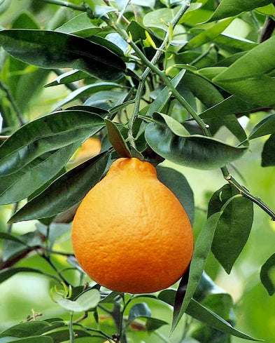 Citrus sinensis Navelina Dwarf Orange