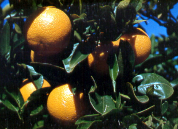 Citrus sinensis Valencia seedless