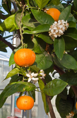 Citrus sinensis Valencia Seedless Dwarf (Orange)