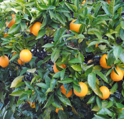 Citrus sinensis Washington Navel