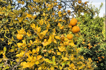 Load image into Gallery viewer, Citrus trifoliata Flying Dragon
