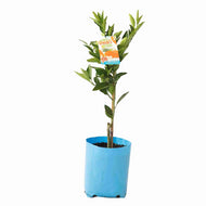 Citrus unshiu Robbie Engalls Seedless (Mandarin)