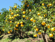Citrus Yuzu