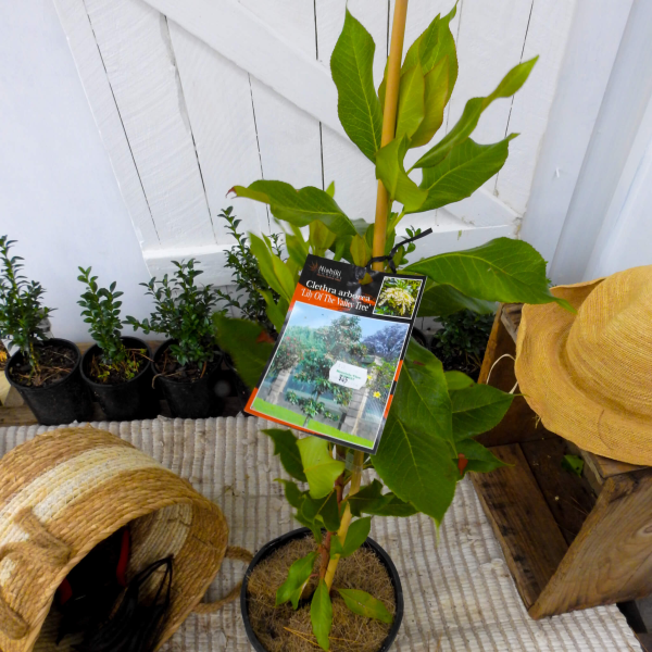 Clethra arborea Lily of the Valley