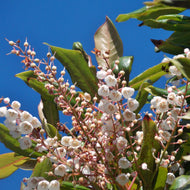 Clethra arborea Lily of the Valley