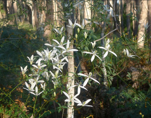 Clematis aristata