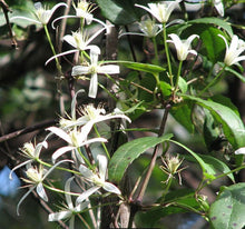 Load image into Gallery viewer, Clematis aristata
