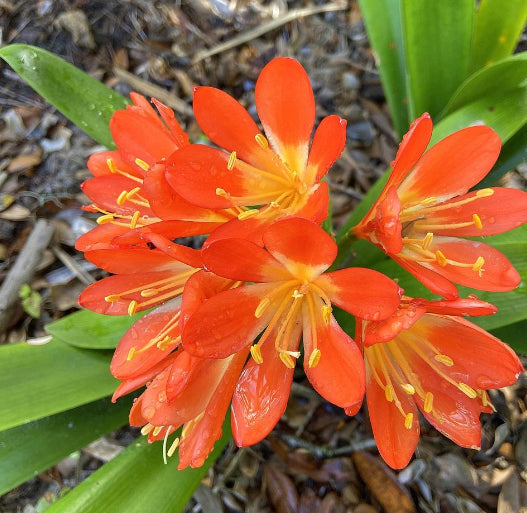 Clivia Belgian Hybrid