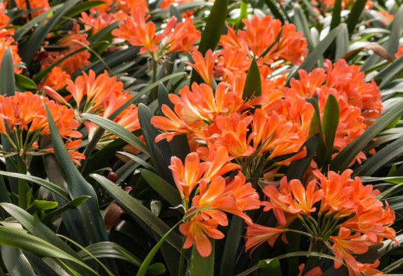 Clivia miniata Orange